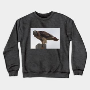 Red-Tailed Hawk Crewneck Sweatshirt